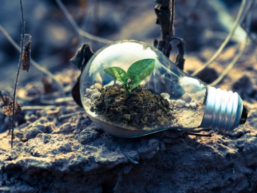 clear-light-bulb-planter-on-gray-rock-1108572-(1)---e6e1a41c29a0551bf44ce0455f48d4a208255c68
