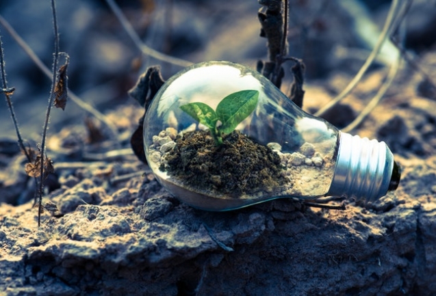 clear-light-bulb-planter-on-gray-rock-1108572-(1)---e6e1a41c29a0551bf44ce0455f48d4a208255c68